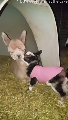 So Many Goat Kisses