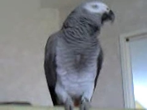 miko dance+dit a tes souhaits