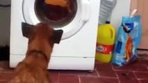 Most Funny Dog Barking videos funny compilation