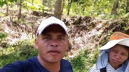 Under the Rubber Tree