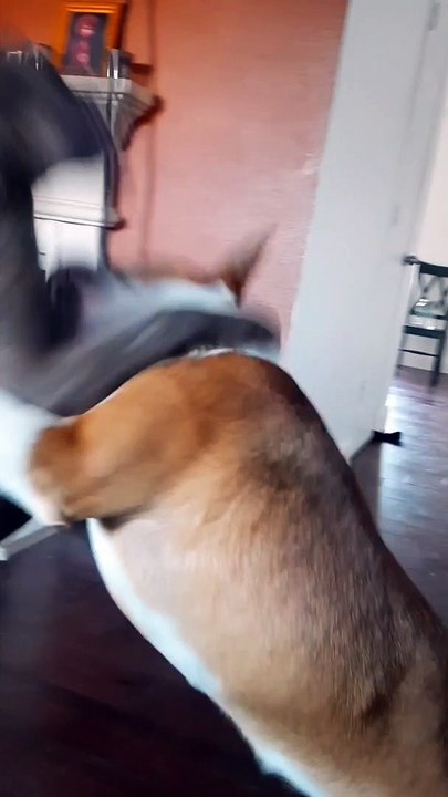 Tucker Carlson Is A Great Dance Partner