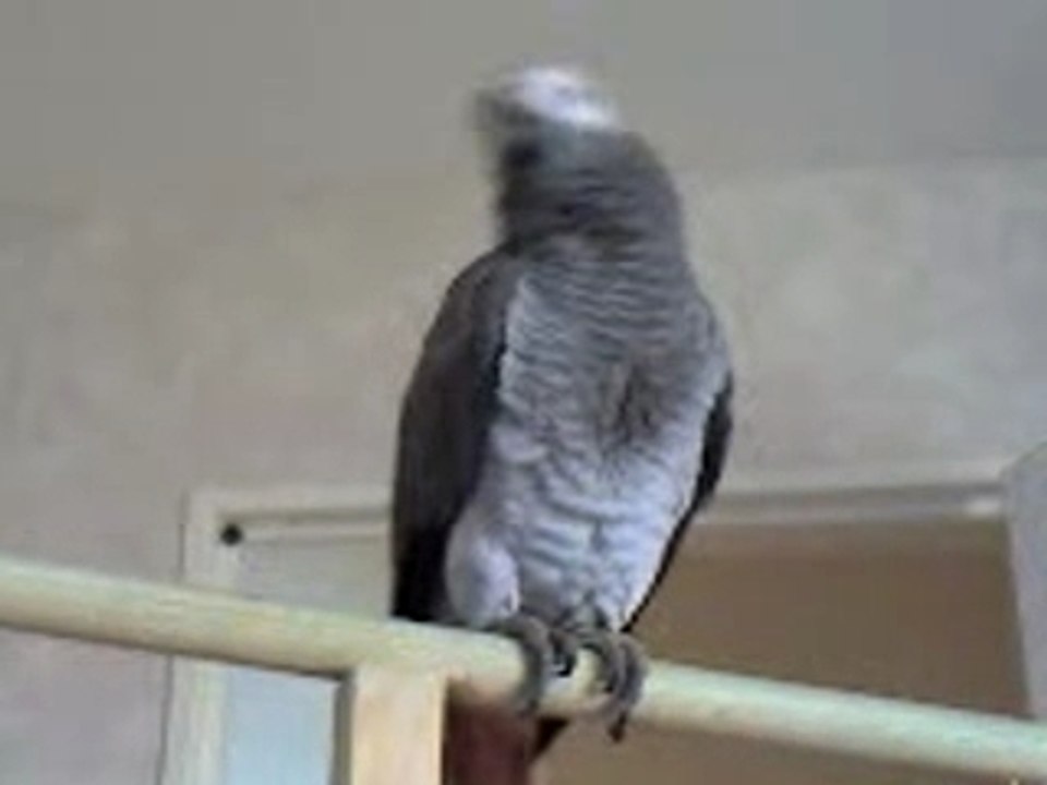 miko éternue+dit"a tes souhaits"