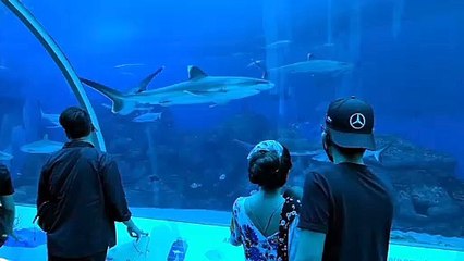 Sharks everywhere