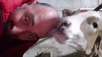 Saçının çıkması için başını buzağıya yalattı; 'sonucu zaman gösterecek' dedi