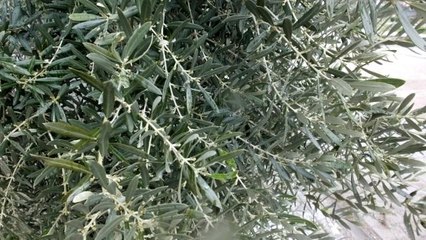 Balıkesir'de zeytin ağaçlarında çiçeklenme erken başladı