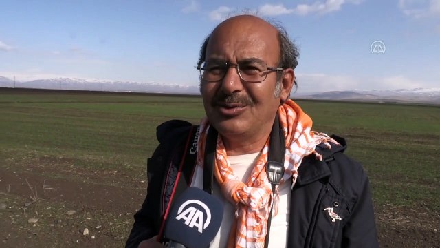 Muş Ovası, Afrika'dan Sibirya'ya göç eden kuşlara ev sahipliği yapıyor