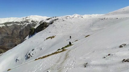 BİNGÖL - Ekipler karlı dağlara yaban hayvanları için 36 ton yem bıraktı