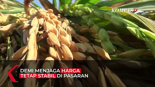 Ribut Impor Beras, Mendag Lutfi: Salahkan Saya Jangan Pak Menko, Pak Mentan, dan Dirut Bulog