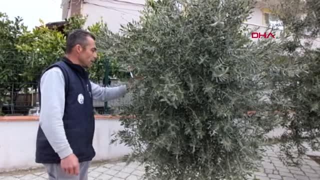 BALIKESİR Burhaniye'de zeytin ağaçlarında çiçeklenme erken başladı