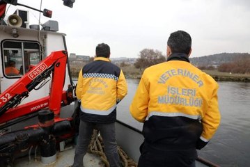 Haliç'te köpek kurtarma operasyonu
