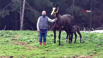 Üniversitede Doğan Tay İçin Bir Yıl Önceden Sıraya Girdiler
