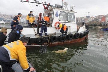 Tavşan Adası'nda mahsur kalan köpek kurtarıldı