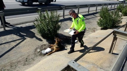 Son dakika haberi! Antalya'da yaralı köpeğe trafik polisi şefkati