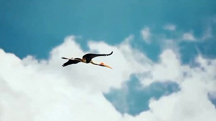 Can birds be alive in space? क्या पक्षी अंतरिक्ष में जिंदा रह सकते हैं ?