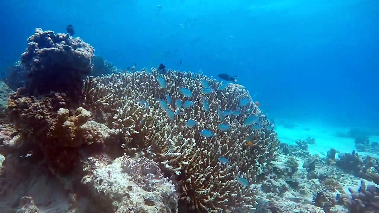 Scuba Diving @Bora!!