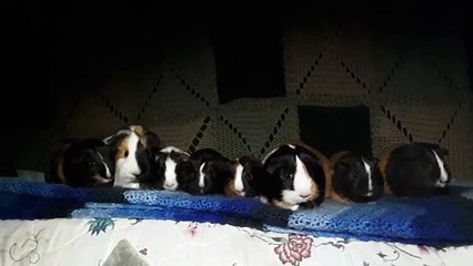 CAVIA PORCELLUS IRIS TURMERIC TRIXIE MARY CLOVER PARSLEY RJ CJ 20200314_132521