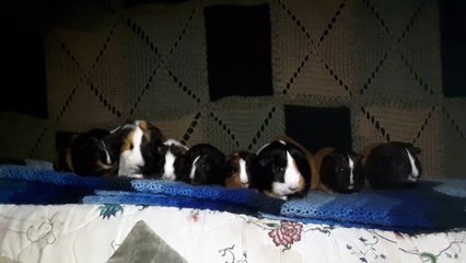 CAVIA PORCELLUS IRIS TURMERIC TRIXIE MARY CLOVER PARSLEY RJ CJ 20200314_132609