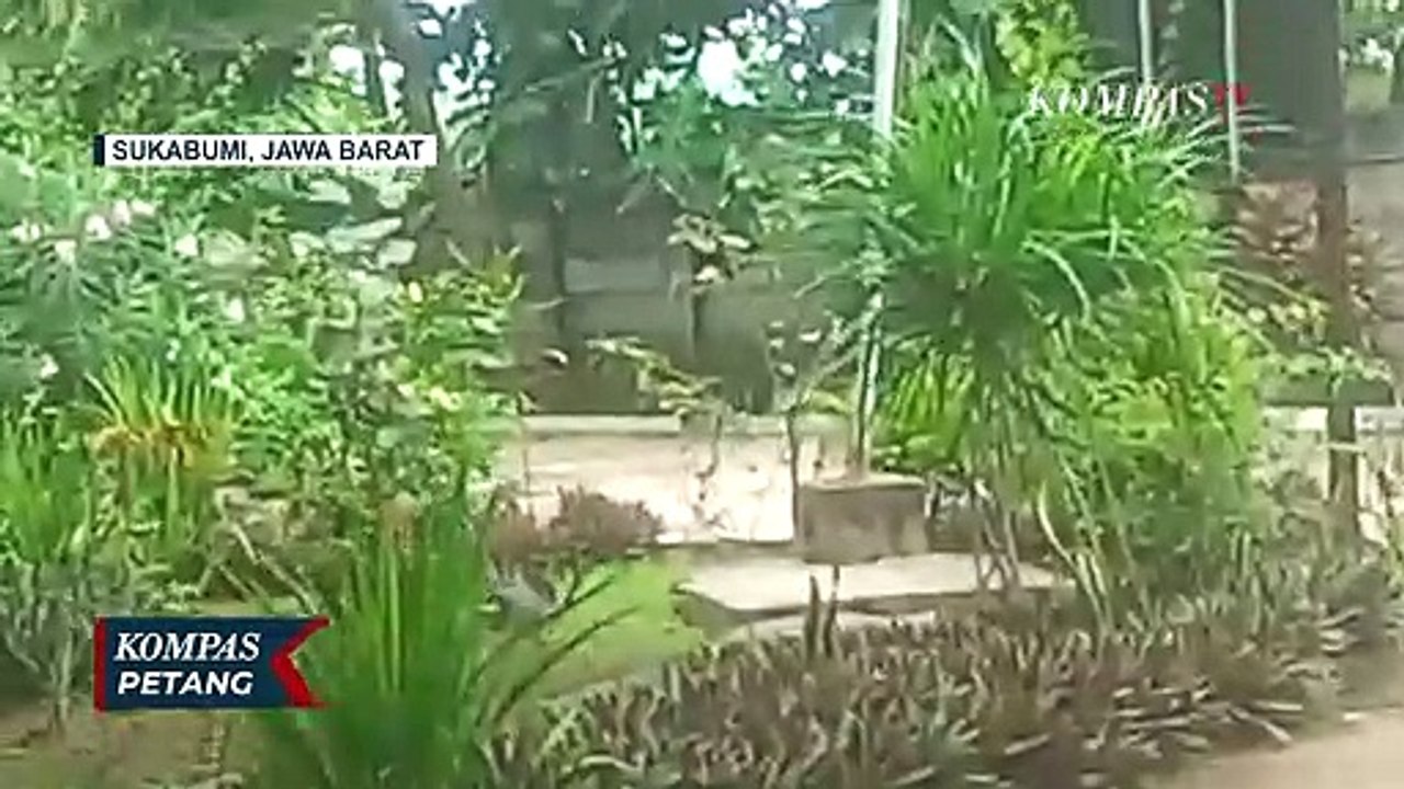 Video Detik-detik Proses Evakuasi Ular King Cob...