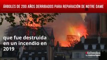 200 años de historia: antiguos árboles son derribados para ‘revivir’ Notre Dame