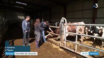 Lot-et-Garonne : à la rencontre de Pépère, en lice dans le concours du taureau le plus sexy de France