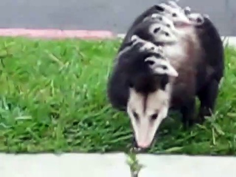 Une maman opossum porte ses 10 petits sur le dos