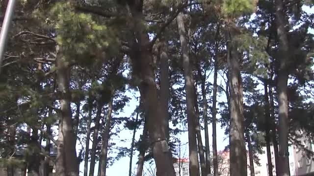 Varios ayuntamientos toman medidas para acabar con las procesionarias