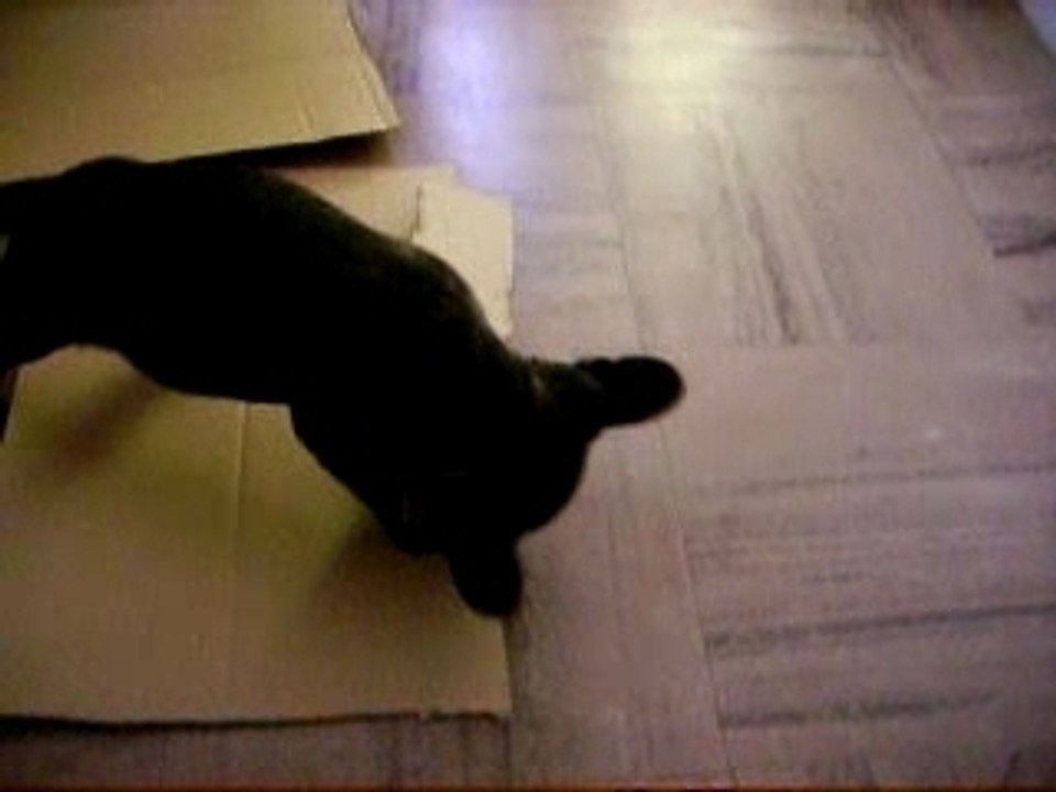 Photos de cassius 2 mois 023