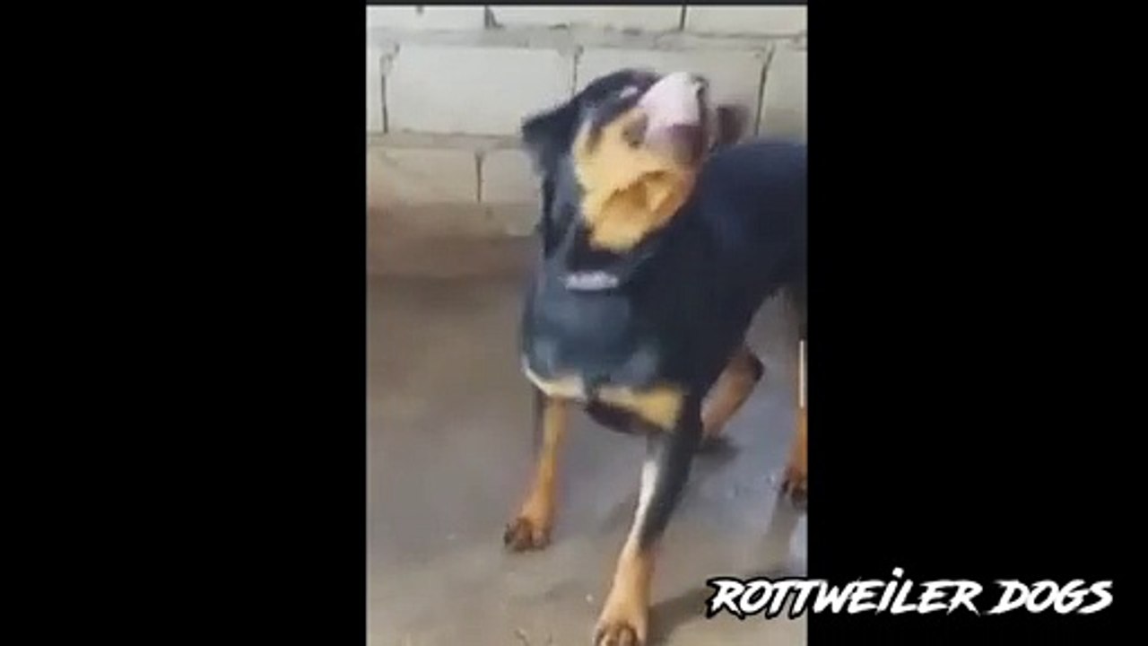 my male rottweiler