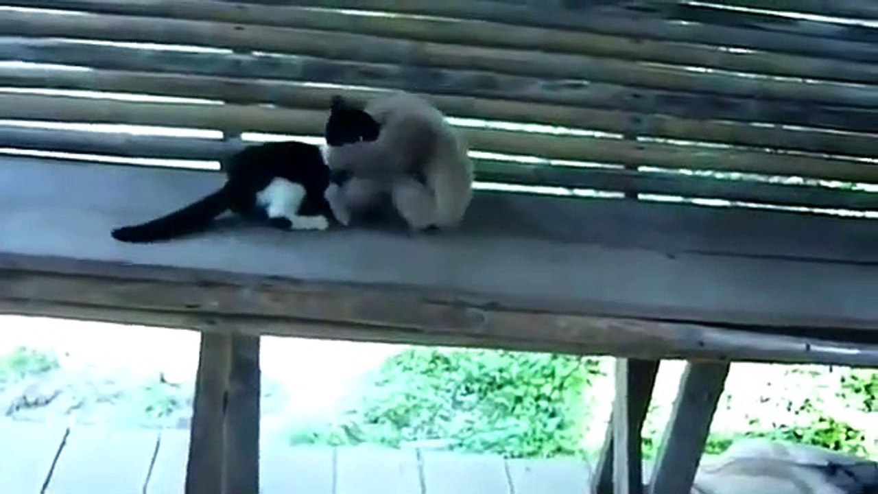 Maymun kediyi maymuna çevirdi