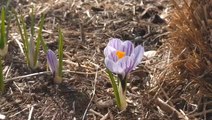 Flowers bloom and snow melts as spring arrives