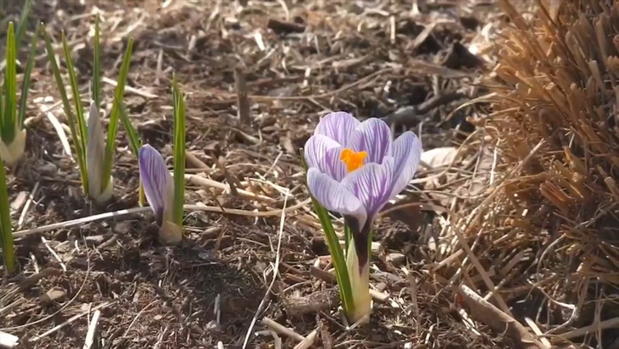 Flowers bloom and snow melts as spring arrives