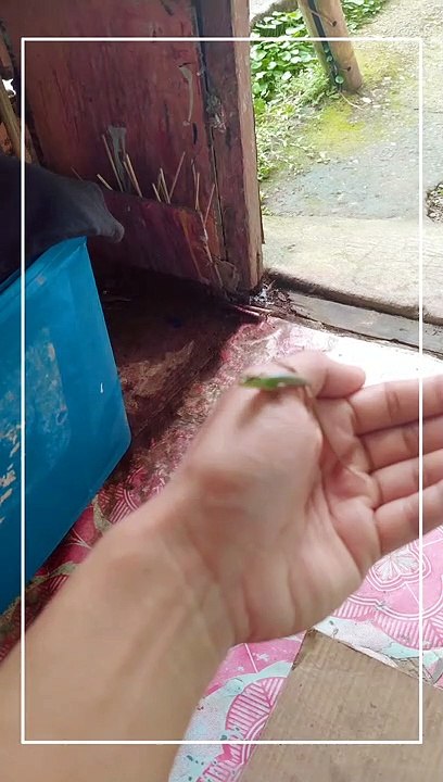 lizard