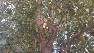 40 year old jackfruit tree