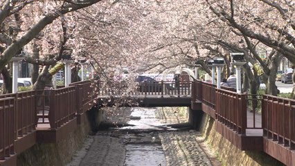 진해 벚꽃 이번 주 활짝 필 전망...군항제는 취소 / YTN