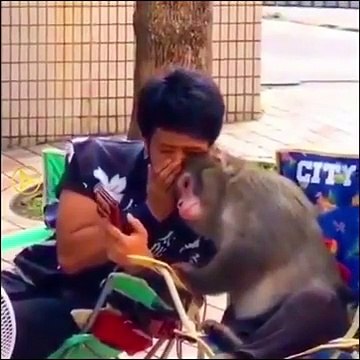 Amazing monkey b