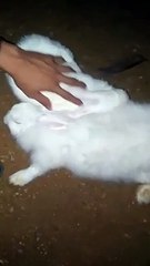 Naglambing mga alaga ko