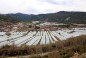 Karadeniz'in sebze üssü Amasya'da domates fideleri toprakla buluştu