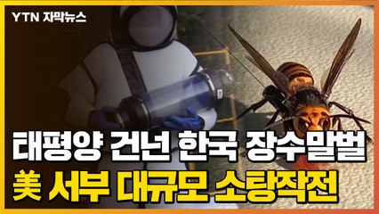 [자막뉴스] 태평양 건넌 한국 장수말벌에 '벌벌'...美 서부 대규모 소탕작전 / YTN