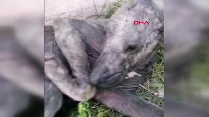 Son dakika haberleri... ADANA Ölmek üzereyken bulunan köpek, hayvanseverlerin bakımıyla sağlığına kavuştu
