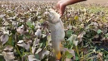 Unbelievable Small Fish Shelter In Big Dead FishUnique Fish Catching Technique Viral Fishing Video | CreativeVilla.