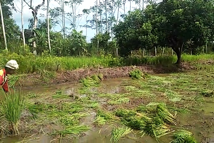 One Piece 759 Vostfr One Piece 759 Vosta One Piece 759 Streaming