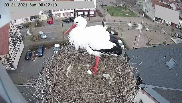 Le premier oeuf des cigognes de Sarralbe en webcam