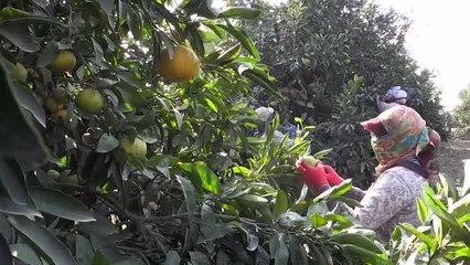 Narenciye ihracatını, eylül-şubat döneminde 423 milyon dolarla mandalina sırtladı