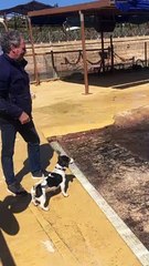 Puppy Dog Snatches Toy From Sea Lion
