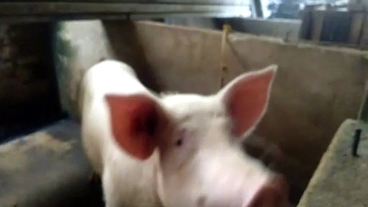 Piggy