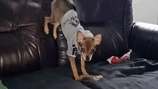 Strange dog eats bone treat while doing handstand