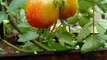 harvesting ripe tomatoes 