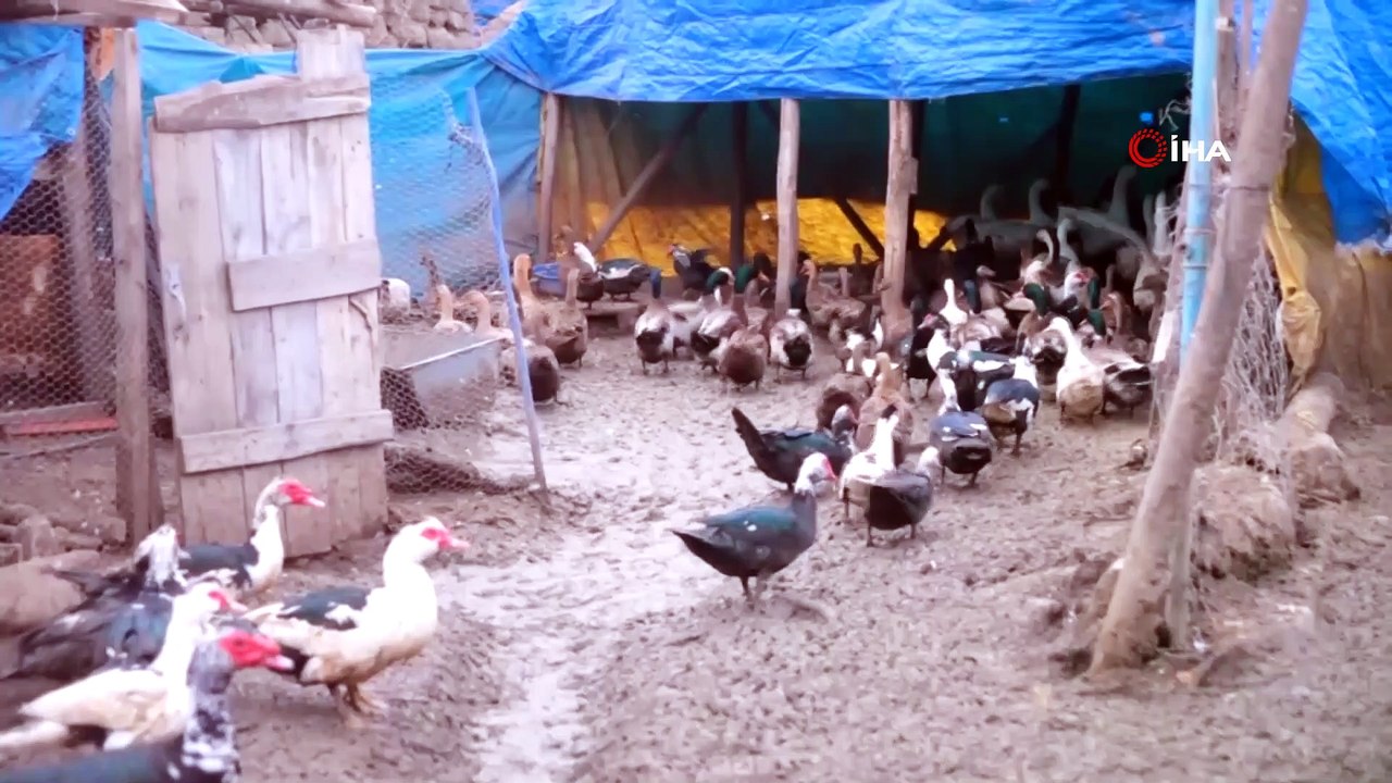 Mühendisliği bırakıp kaz çiftliği kurdu