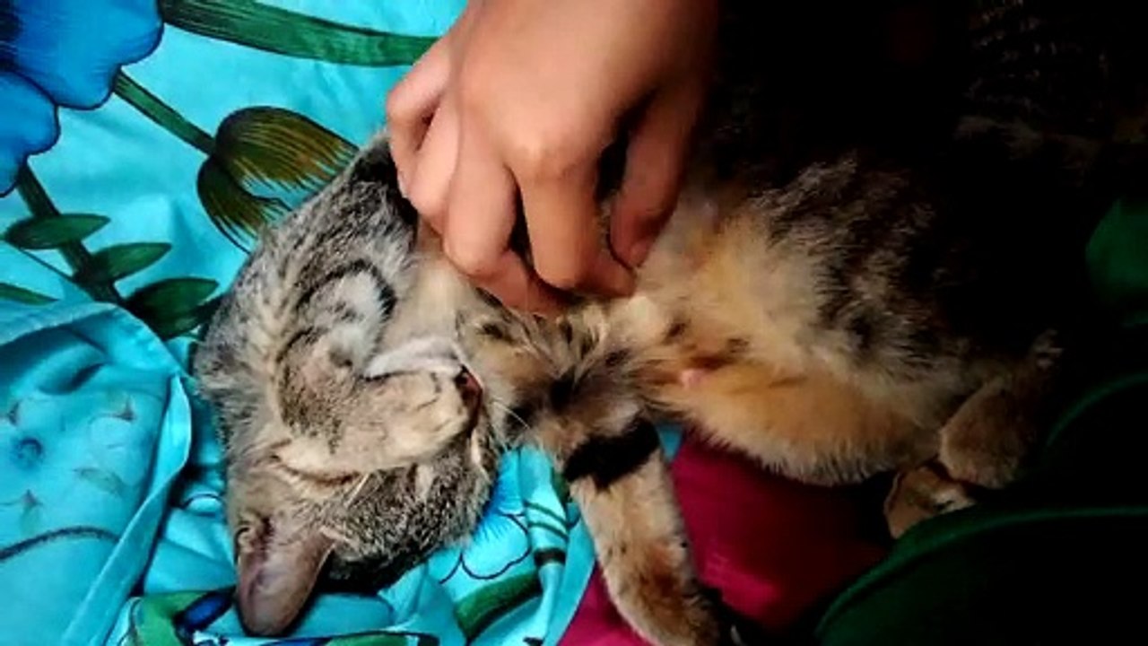 belly rub 