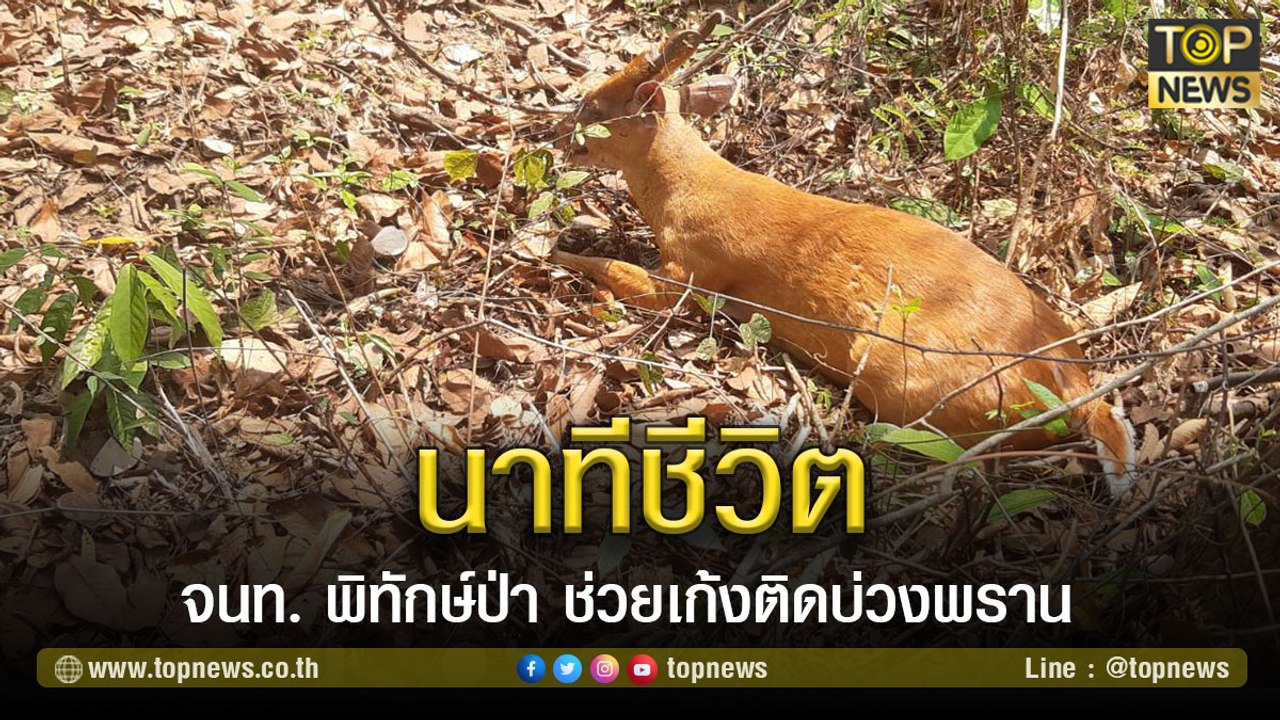 เปิดนาทีชีวิต! จนท.พิทักษ์ป่า ช่วยเก้งติดบ่วงพราน